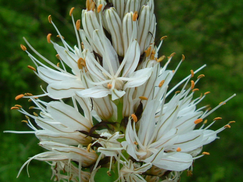 Asphodelus macrocarpus / Asfodelo montano